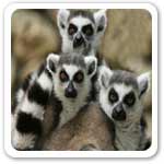 Lemur Pictures